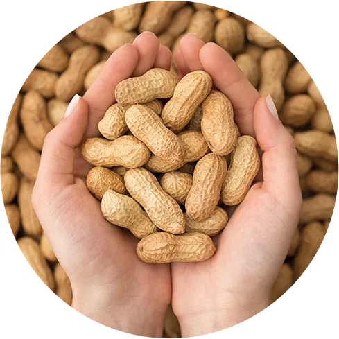 ピーナッツの効果のイメージ画像